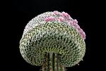 Mammillaria Hanniana crest. D. 13 € 18.00